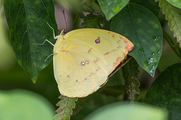 Catopsilia pomona-6611 - Krabi - 25/11/23