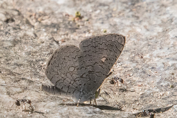 Spalgis epius epius-0848 - Doi-Suthep - 13/11/23