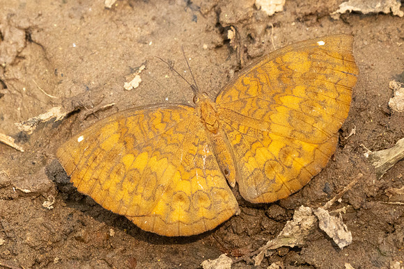 Ariadne merione-2269 - Chiang Dao - 19/03/25