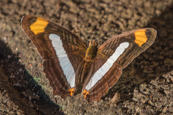 Adelpha iphicleola pas paraena-5275