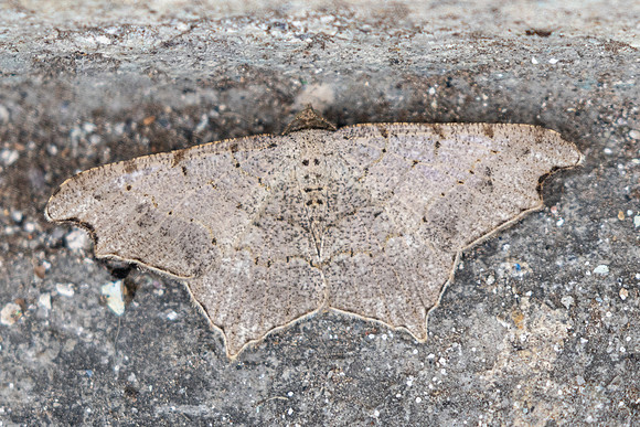 Macaria regulata id--6106