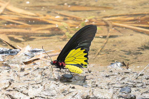 Troides helena-2695