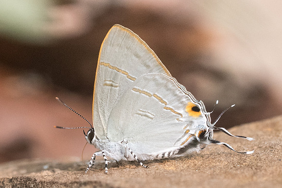 Hypolycaena erylus teatus id--5173- Chiang Dao  - 12/03/23