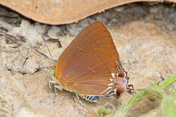 Remelana jangala-3582 - Chiang Dao - 19/03/24
