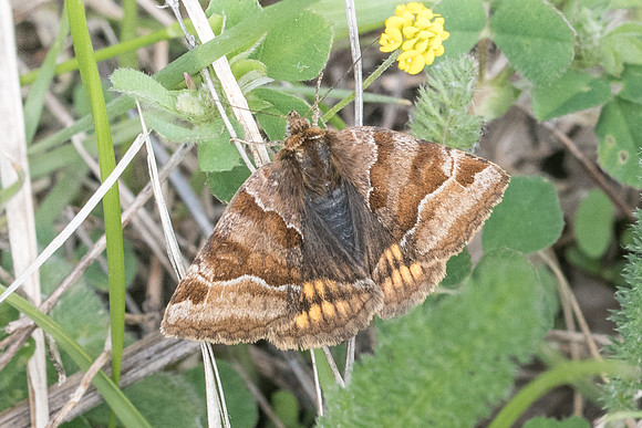 Euclidia glyphica-5509 - Cipières