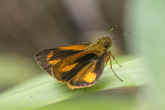 Anthoptus epictetus-5881 - Salento - 16/06/24
