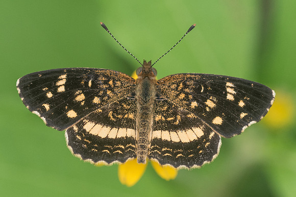 Phyciodes tulcis-1204