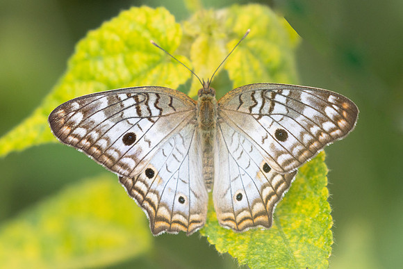 Anartia jatrophae-0792 - Barichara - 7/06/24