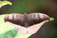 Cynitia cocytus ambrysus-4863 - Doi-Suthep 9/03/23