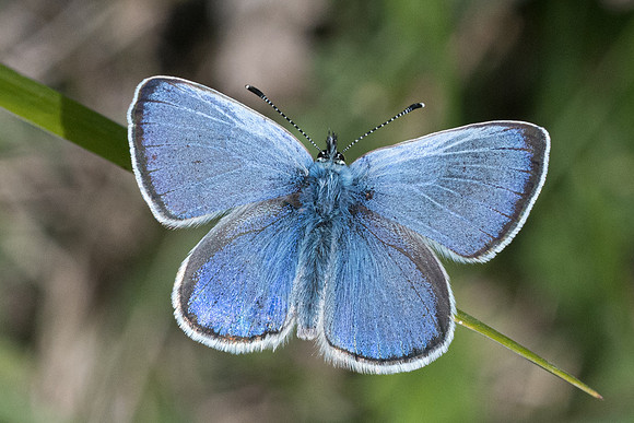 Glaucopsyche alexis ♂-6951 - Cipieres - 15/05/21