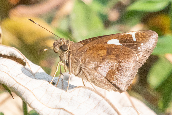 Notocrypta feisthamelii-3141- Mae Kampong Waterfall - 22/03/25