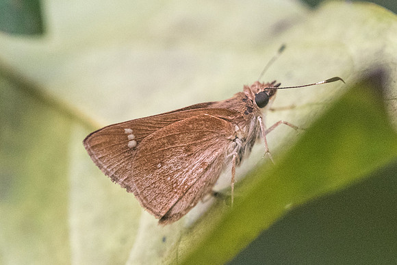 Arnetta atkinsoni-6004 - Doi Suthep 10/03/23