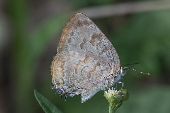 Rekoa palegon-5135