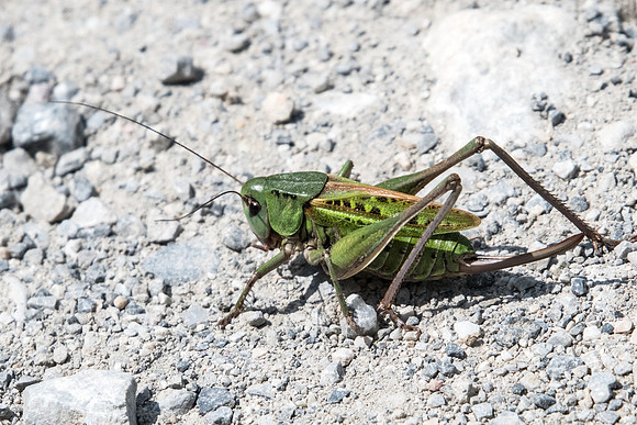 Insecte-4179