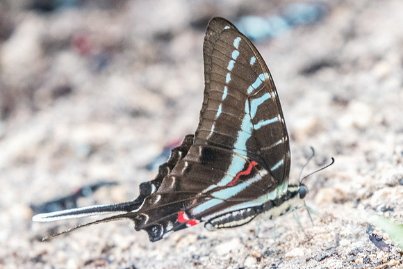 Protographium philolaus-2530