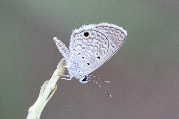 Hemiargus hanno-8861 - Cartagena - 3/06/24