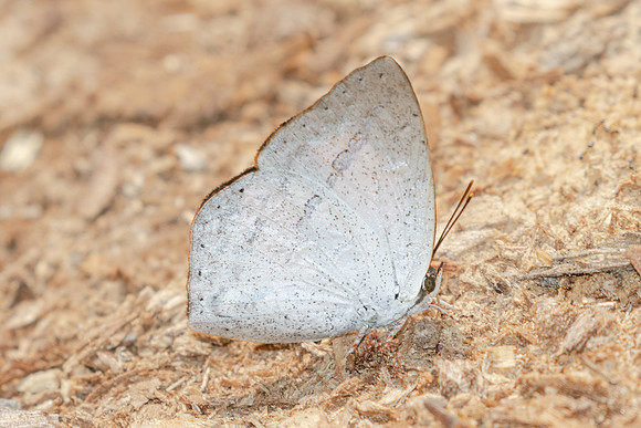 Curetis bulis-3650