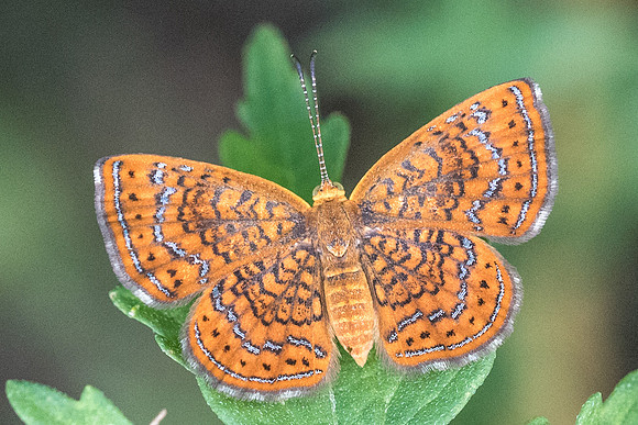 Calephelis sp-5701