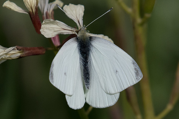 Pieris rapae-9213