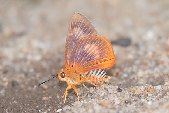 Burara harisa-2093 - Chiang Dao - 17/11/23