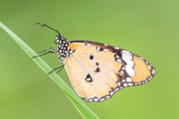 Danaus chrysippus chrysippus-9642 - Koh Samui 16/03/23