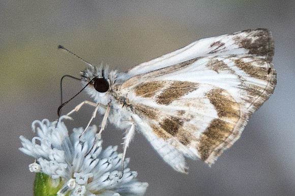 Heliopetes m. macaira-0494