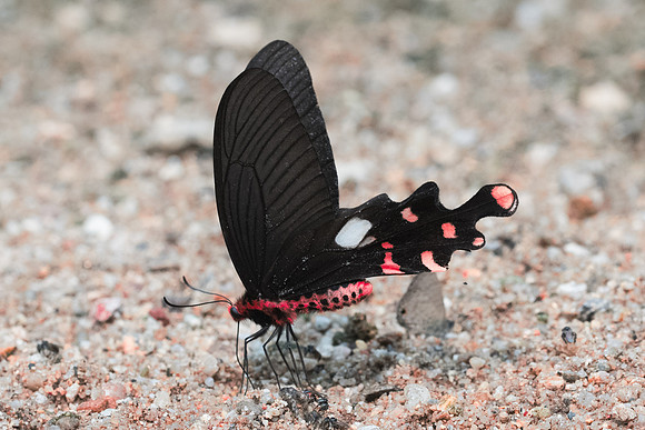 Byasa polyeuctes polyeuctes-3523 - Chiang Dao - 12/03/23