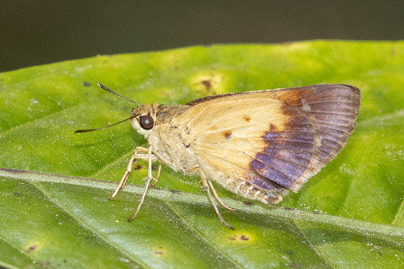Zographetus satwa-3717