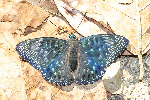 Dichorragia nesimachus-5531