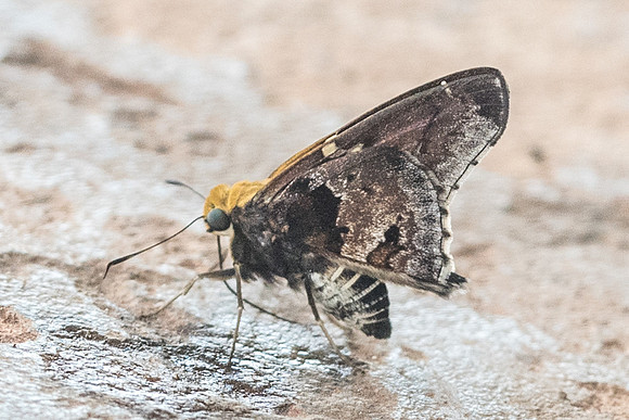 Proteides mercurius-6452