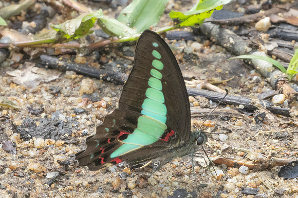 Graphium sarpedon-0072