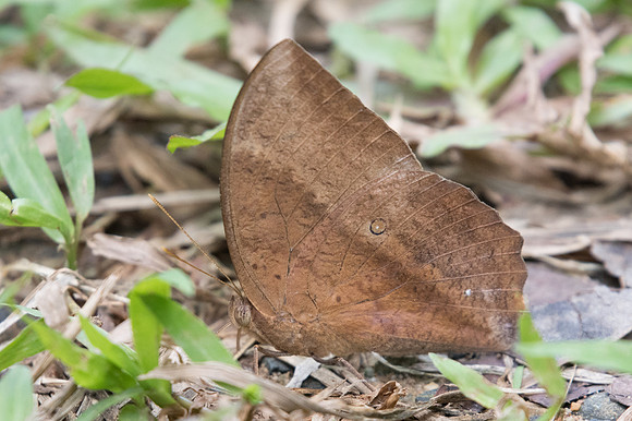 Discophora sondaica-2571 - Chiang Dao - 15/11/23