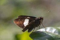 Notocrypta paralysos-0629