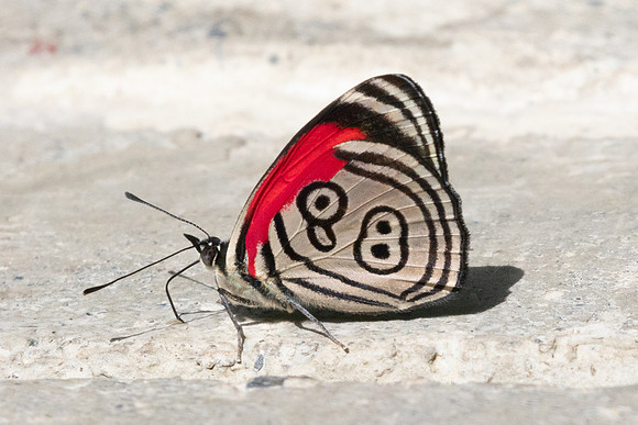 Diaethria clymena marchalii-6746 - Salento - 17/06/24