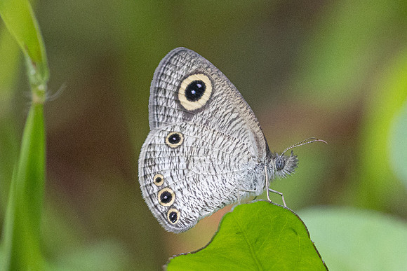 Ypthima huebneri-9106