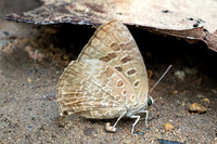 Arhopala hellenore-1621 - Chiang Dao - 18/03/25