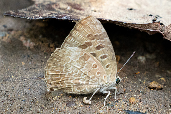 Arhopala hellenore-1621 - Chiang Dao - 18/03/25