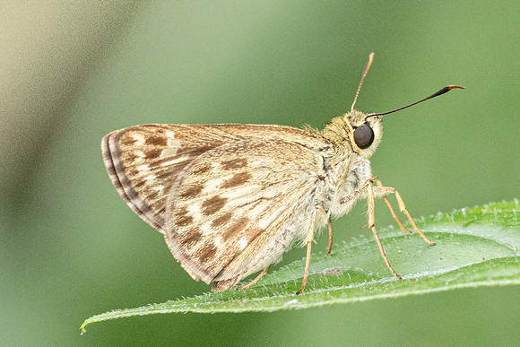 Halpe Hauxwelli id--2578 - Chiang Dao - 18/03/24