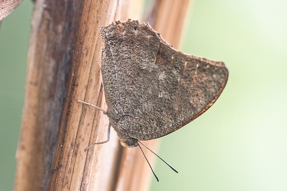 Anaea aidea-5674