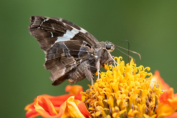Spathilepia clonius-2781