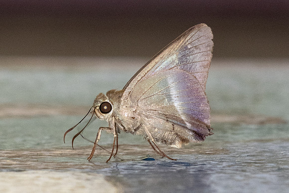 Hasora vitta vitta-4348 - Chiang Dao - 22/03/24