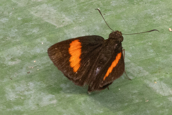 Koruthaialos sindu-9315