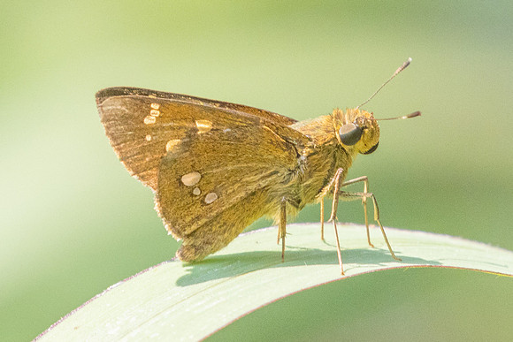 Polytremis eltola-3663- Doi Inthanon - 23/03/25