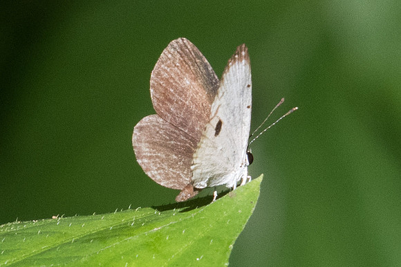 Pithecops corvus -1939 - Chiang Dao - 15/11/23
