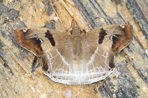 Odontoptilum angulata-9709 - - Gopeng, Malaisie, Sungai Geroh - 13/03/25