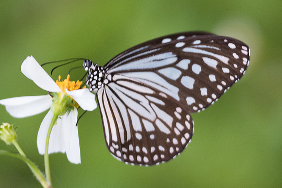 Parantica aglea-6342 - Krabi - 25/11/23