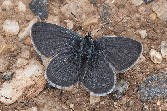 Cupido minimus-7574 - Cipieres - 15/05/21