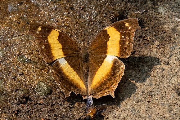 Yoma sabina-1266 - Chiang Dao - 17/03/24