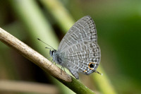 Nacaduba berenice-1102