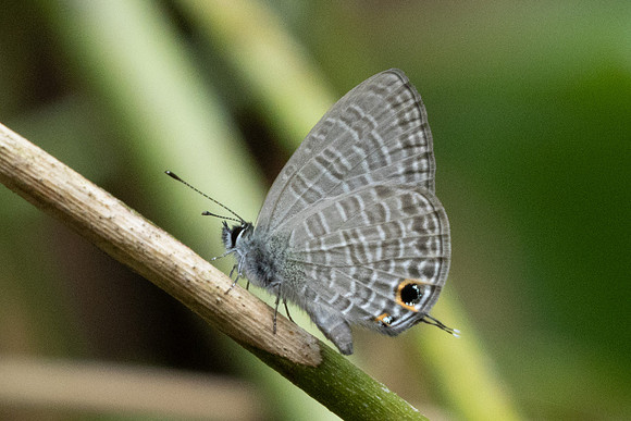 Nacaduba berenice-1102